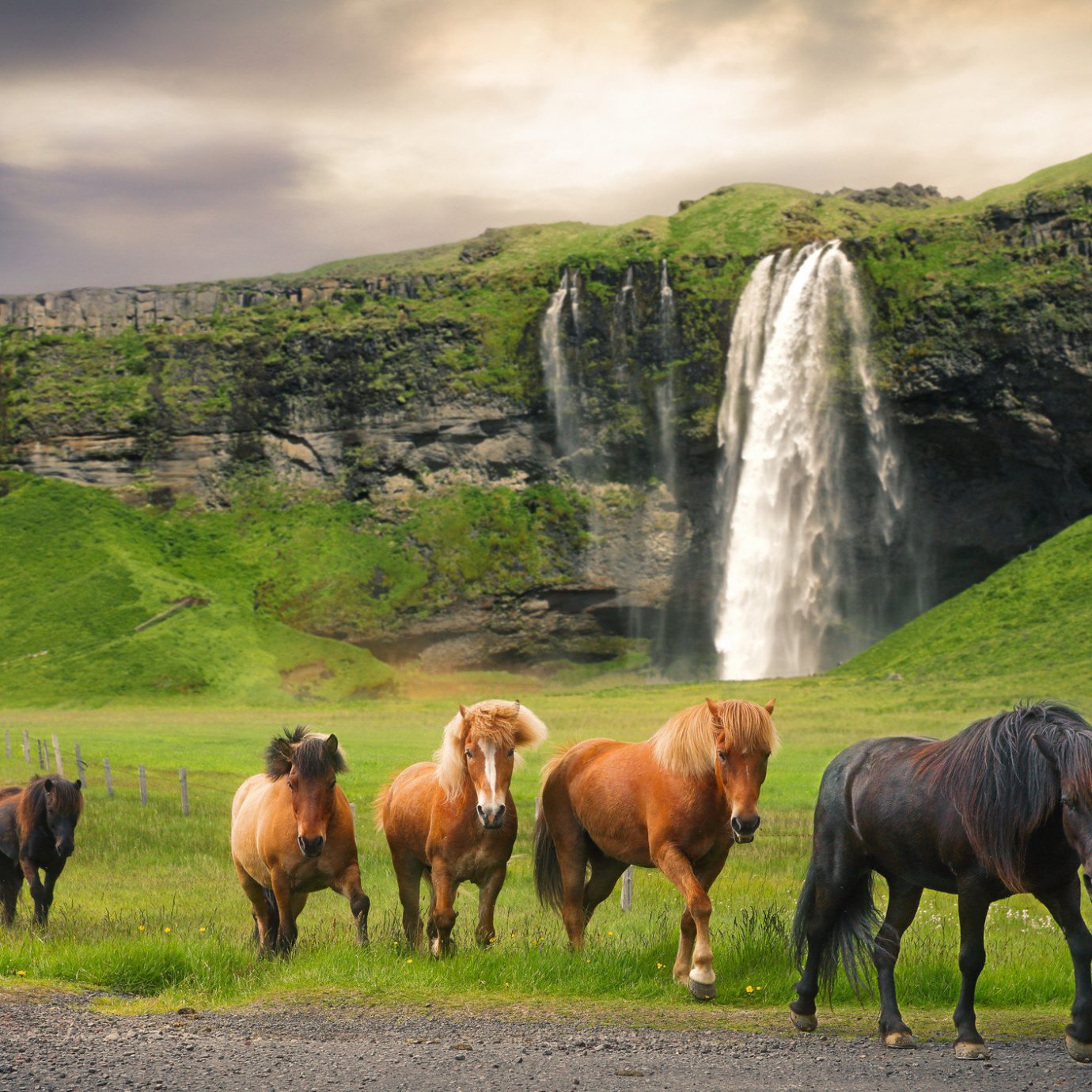 Iceland Offbeat Packing Tips Style + Design Travel Tips grass outdoor Nature animal grassland pasture mammal horse horse like mammal mountain sky highland grazing rural area hill Wildlife mane herd tree national park landscape livestock ecoregion mustang horse meadow mount scenery field bovine area